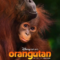 Orangutan (2026) บรรยายไทย